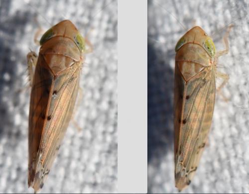 Réf. 270 680 : Synophropsis lauri